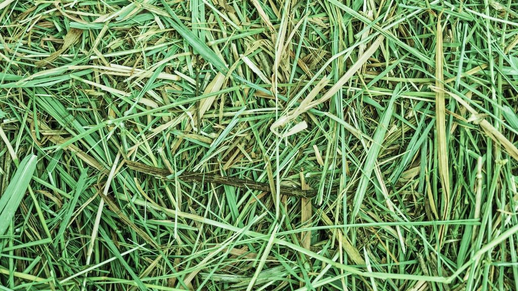 orchard grass for guinea pigs