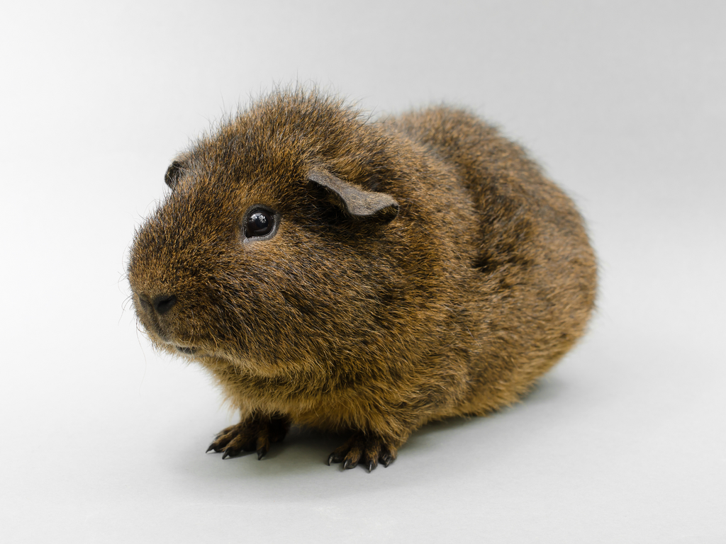 Rex guinea pig