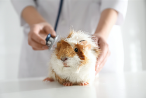 guinea pig bloating symptoms gas vet examination kavee blog