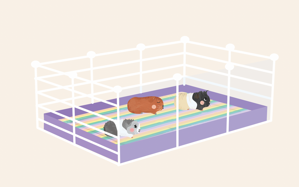 Pictured are three illustrated guinea pigs in a large C&C cage.