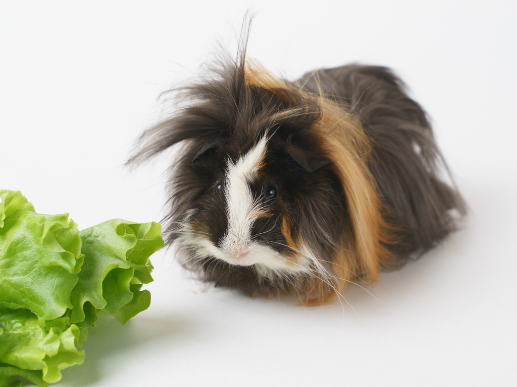 Sheba guinea pig