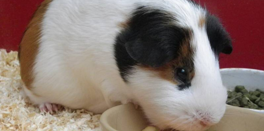 Small Pets Holiday Home boarding services for guinea pigs