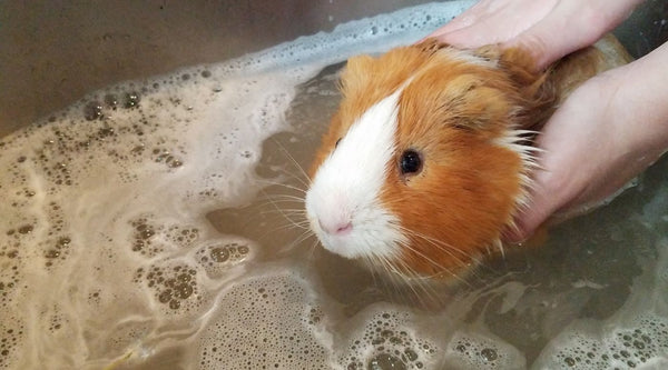 guinea pig sitting in sink having a bath tips for piggy parents