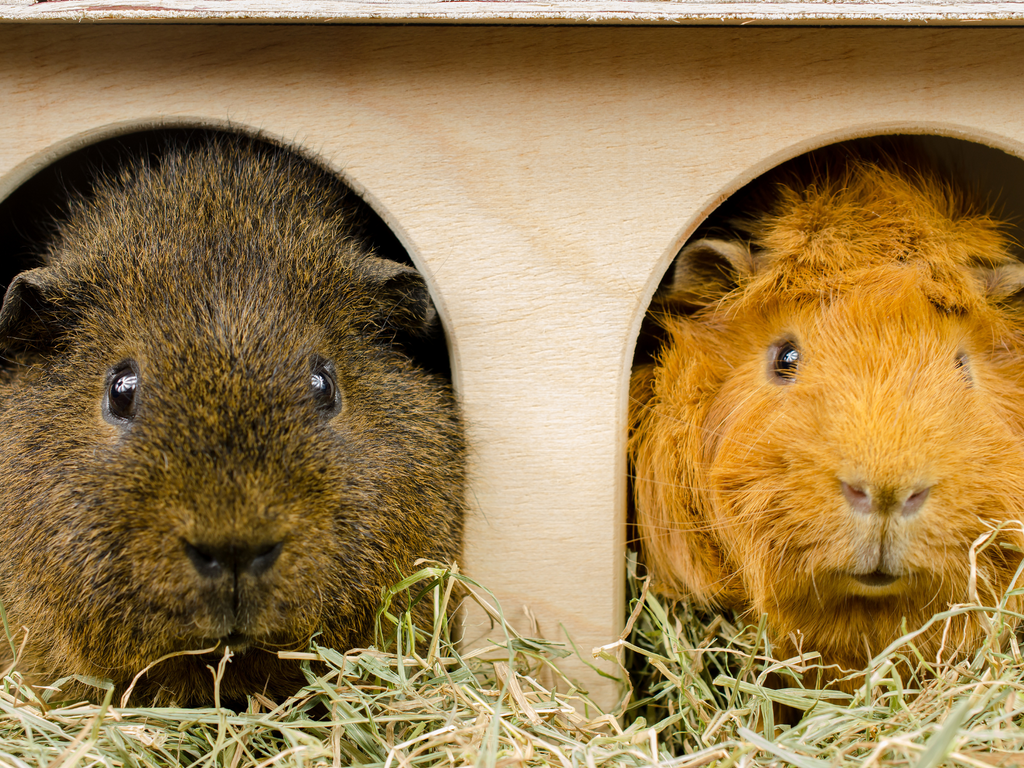 Two different breeds of guinea pig