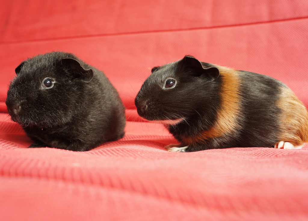 Two guinea pigs together on a light red background