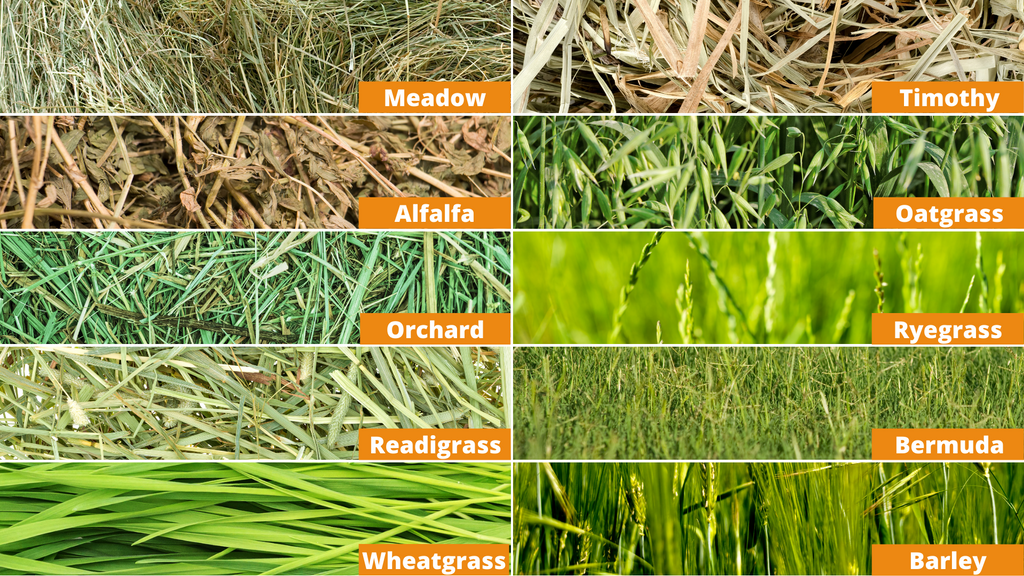 Types Of Hay