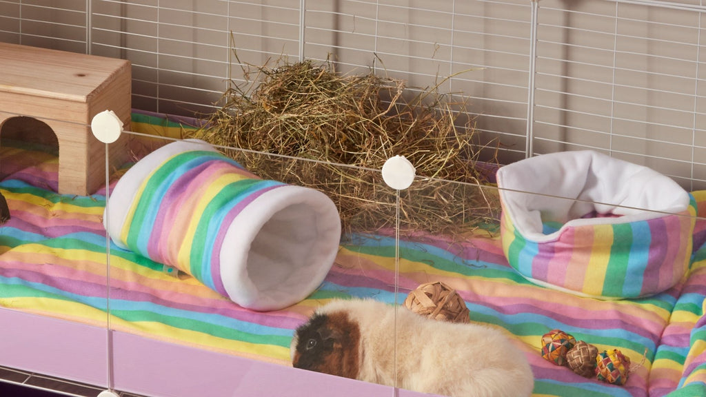 teddy guinea pig in transparent C&C cage with pile of fresh hay on rainbow fleece liners