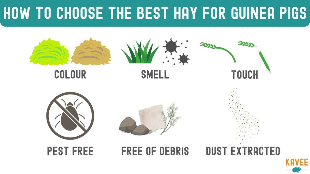 How to select good quality hay for guinea pigs