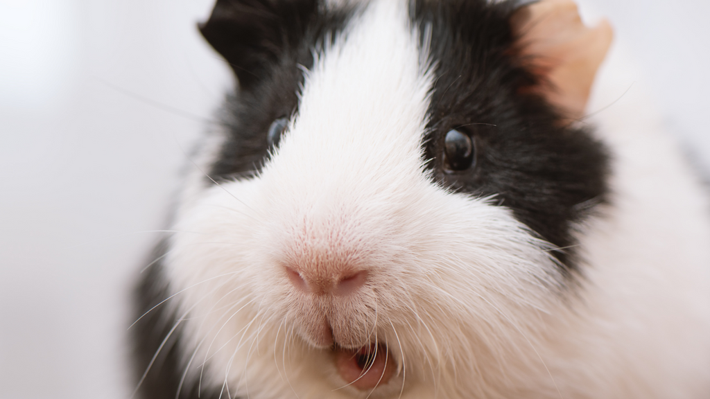 Guinea Pig Happiness Checklist: Is your Guinea Pig Unhappy?