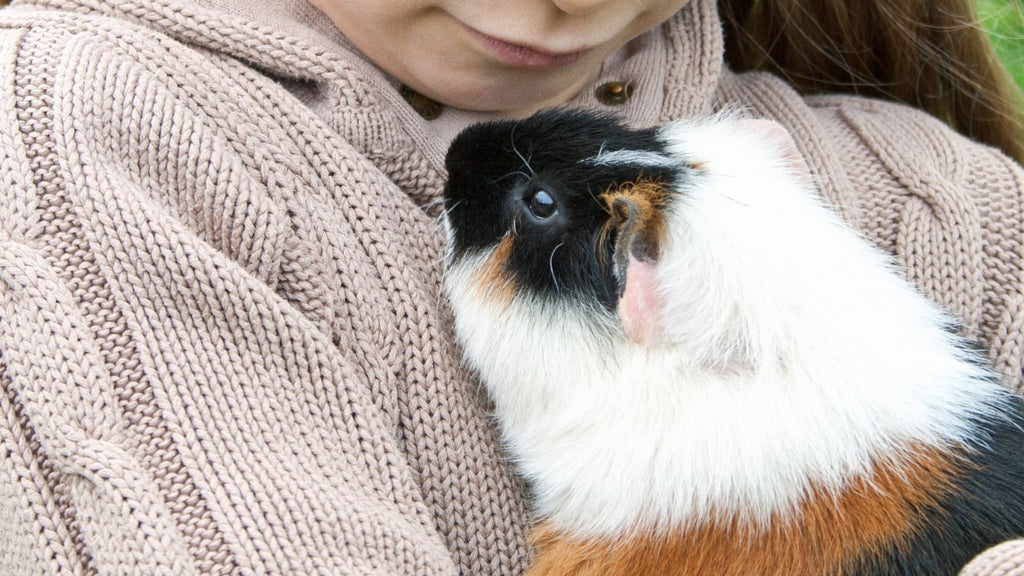 Bonding time will improve your guinea pig's happiness