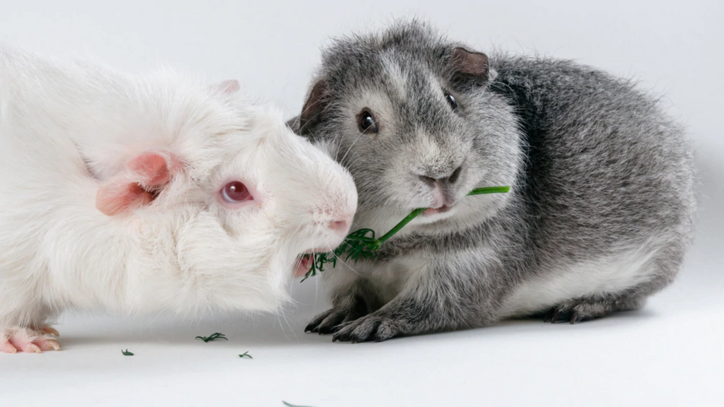 Male Guinea Pig