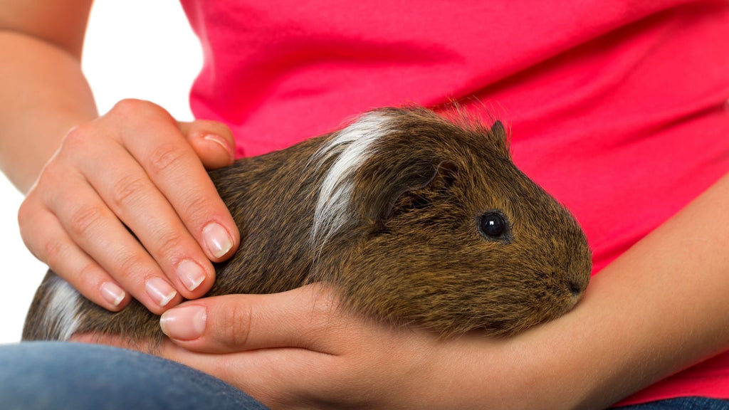 how often do guinea pigs poop guinea pig sitting on owners lap