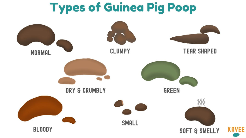 8 types of different guinea pig poop