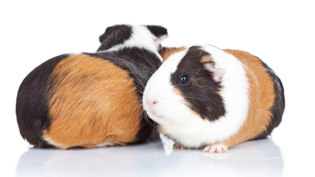 boar and sow guinea pig on a white background