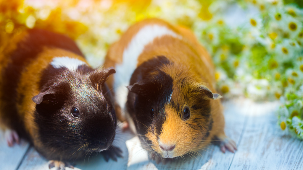 Can males and female guinea pigs live together? two guinea pigs sitting together outside