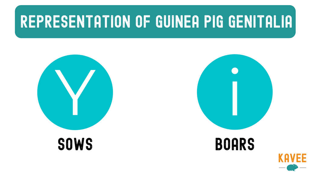 How to tell male and female guinea pigs apart? Boars and sows anatomy difference infographic