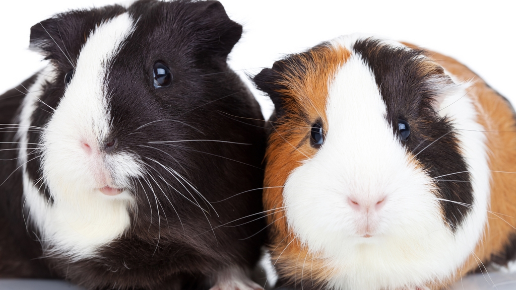 two guinea pigs sitting together