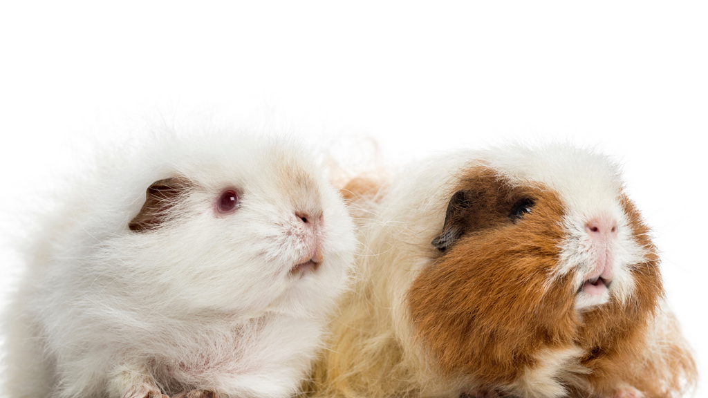 What are the main differences between boars and sows? male and female guinea pig sitting next to each other on white background