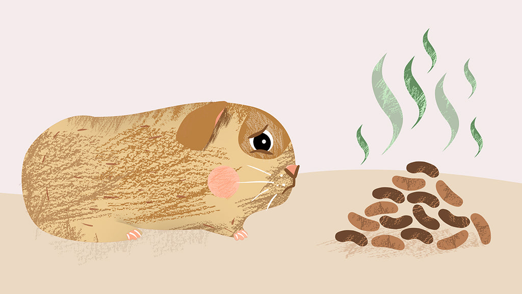 Pictured is a worried-looking guinea pig with a pile of poop, as guinea pigs can die from impaction.