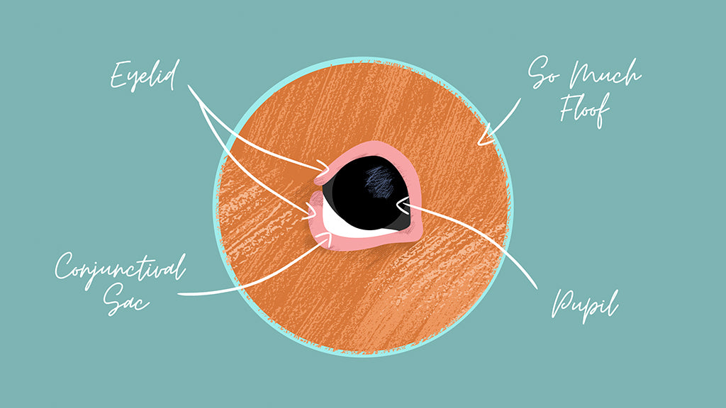 A diagramme of a guinea pig with pea eye shows the conjunctival sac, eyelid, pupil, and the fluff of a guinea pig's face.