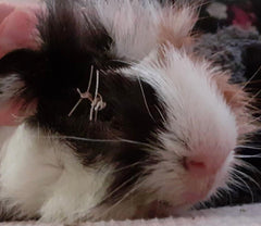 guinea pig eye surgery eye removal stitches post surgery