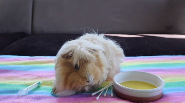 things you need to clean your guinea pigs ears