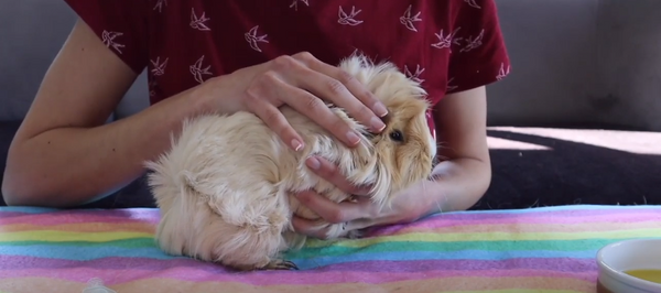 massage your guinea pigs ear with oil to moisturize their ear