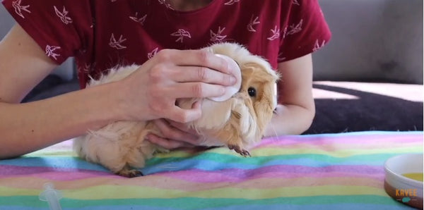 use a cotton pad to gently clean the oil from your guinea pigs ears