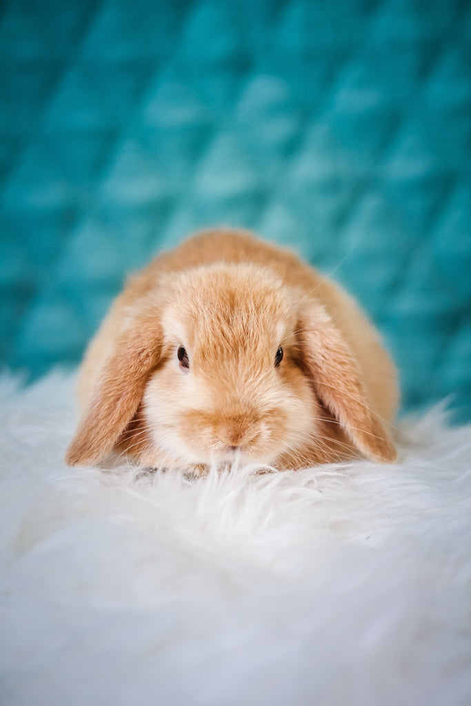 F is for free-roam rabbits in the rabbit glossary. Free-roam rabbits hop around their bunny parents' home. Pictured is a small lop sitting on a floofy carpet.