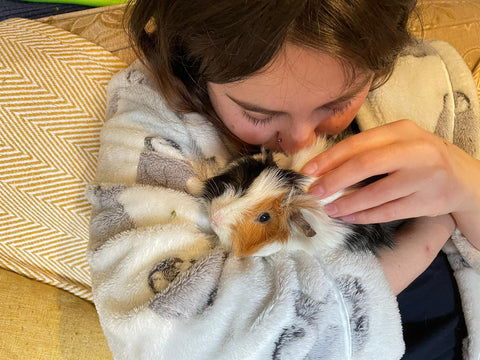 sick guinea pig nursing back health cuddle kavee blog