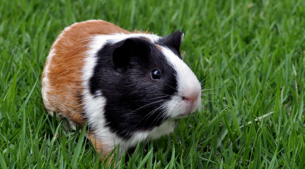 guinea pig enjoying time outside on green grass