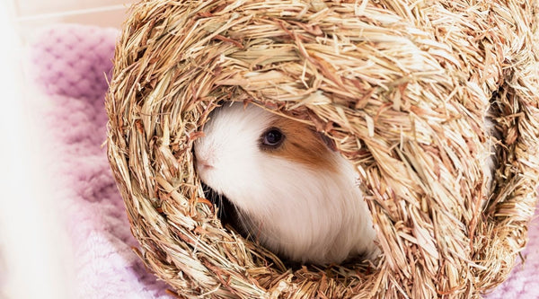 long hair guinea pig sat inside a hay woven hidey on lilac fleece liner in a white C&C cage