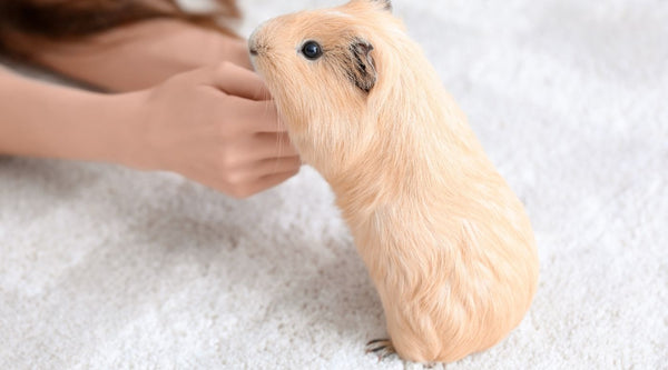 find the perfect spot indoors or outdoors for guinea pig floor time