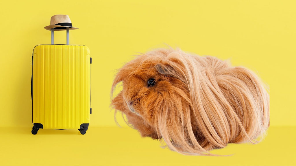 Top UK boarding for guinea pigs Ginger orange guinea pig with suitcase and yellow background