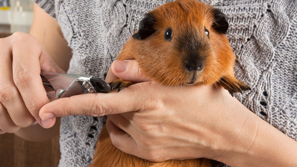 what services does boarding provide guinea pigs ginger guinea pig having nails trimmed and cut