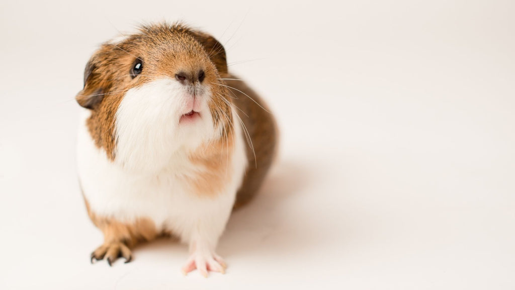 What is the difference between boarding for guinea pigs and small pet sitting? guinea pig looking up