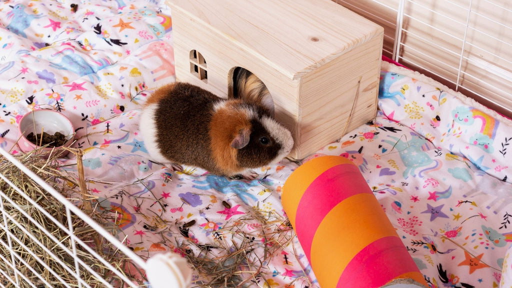 things to consider before boarding your guinea pigs piggies in a spacious C&C cage with hay and a wooden house