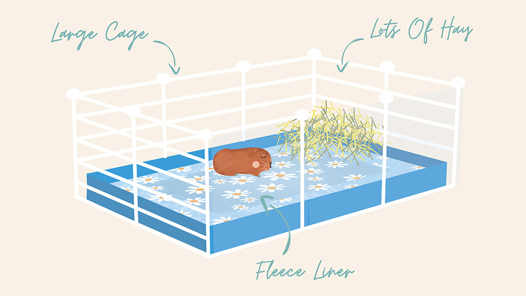 Pictured is a guinea pig in a large cage with lots of hay and a good diet to show how to prevent anal impaction in male guinea pigs.