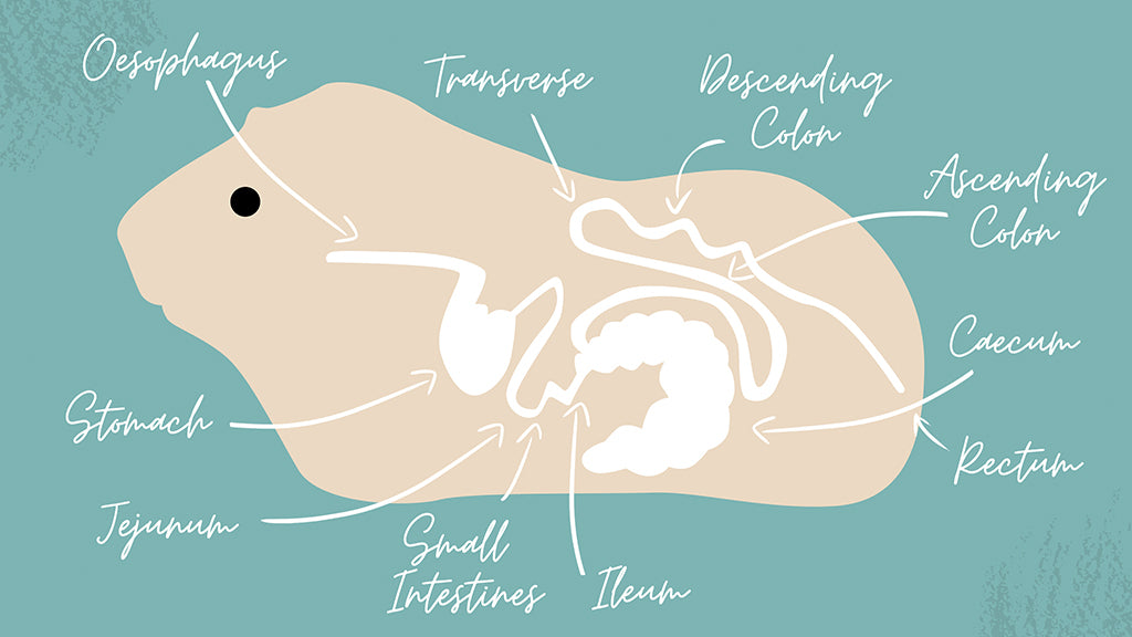Anal impaction in guinea pigs is a serious problem. Pictured is a diagramme of a guinea pig's digestive track.