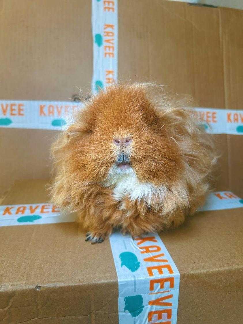 Fluffy ginger guinea pig sitting on a taped cardboard box.