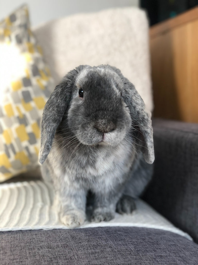 F is for French Lop in the rabbit glossary. Pictured is a grey French lop sitting on a sofa.