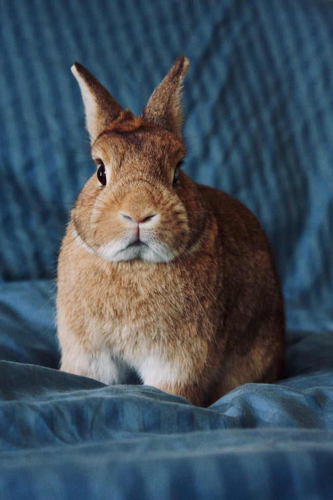 N is for Netherland Dwarf in the rabbit glossary. Pictured is a Dwarf rabbit on a blue sofa.