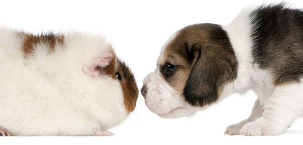 guinea pig and puppy dog touching noses on white background