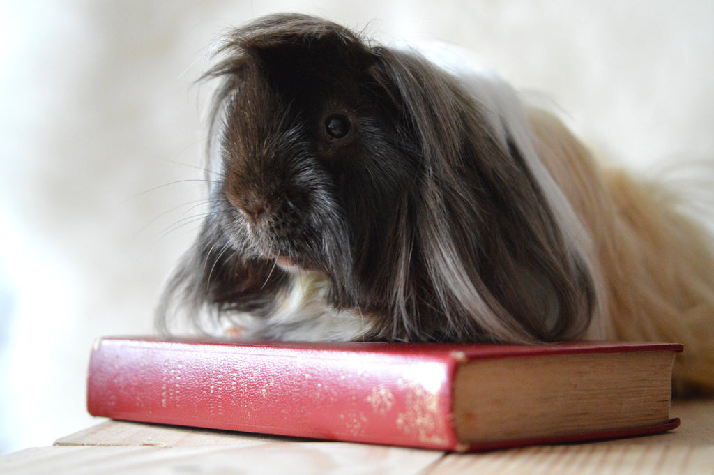 Bagpipe, Kavee's founder guinea pig who passed away