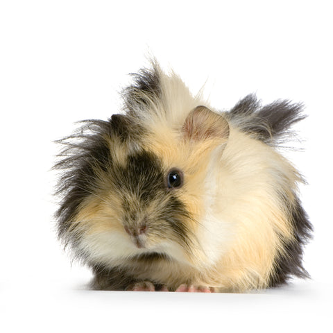 adopting a guinea pig uk recommended rescue uk