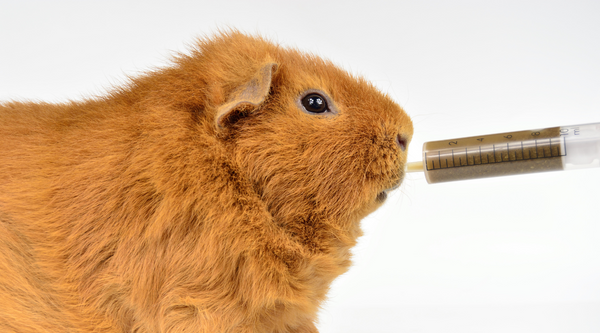 how to syringe feed a guinea pig