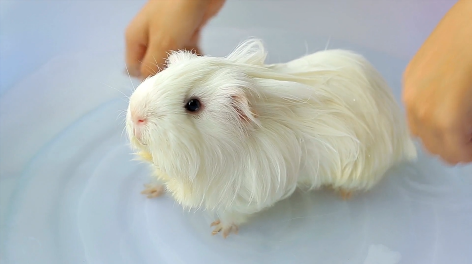 white guinea pig sat in a circle wash basin having a bath how do I give my guinea pig a bath