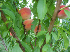 Devine Gardens peaches in tree grown with worm castings