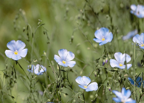 Champ de fleurs de lin une matière durable