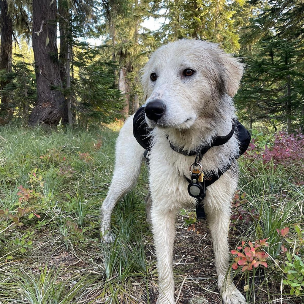 Dog outside on a hike with a OllyDog harness on.